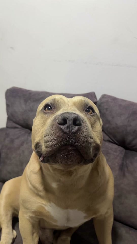 Post 1 by Vikingo606 on TikTok (video)
