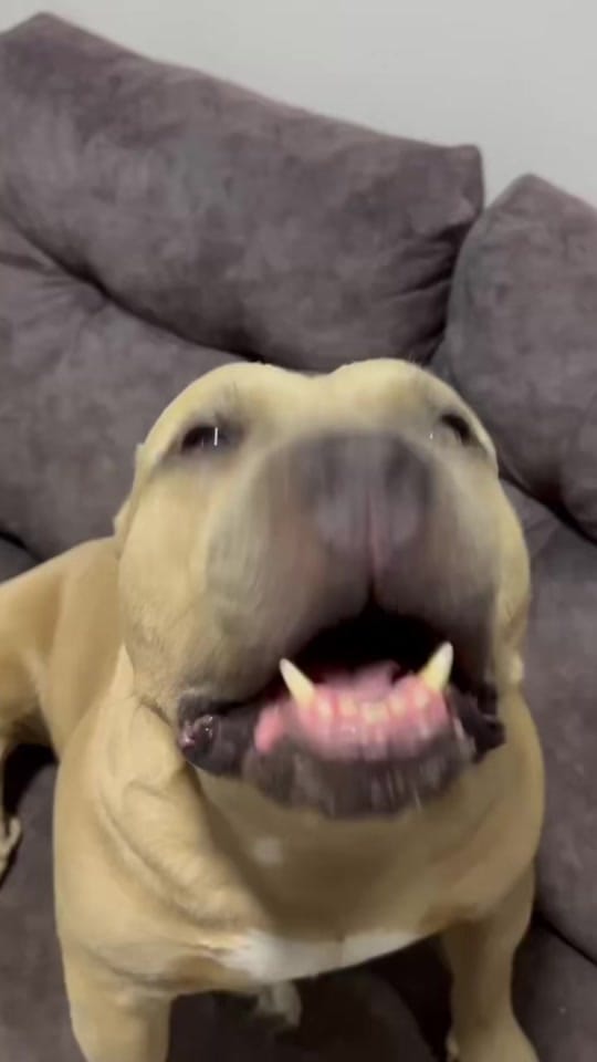 Post 6 by Vikingo606 on TikTok (video)