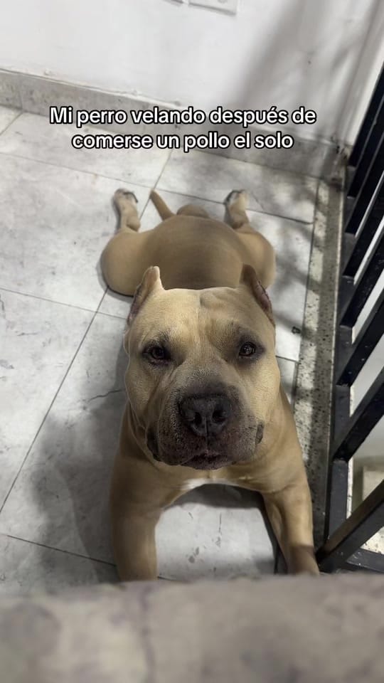 Post 3 by Vikingo606 on TikTok (video)