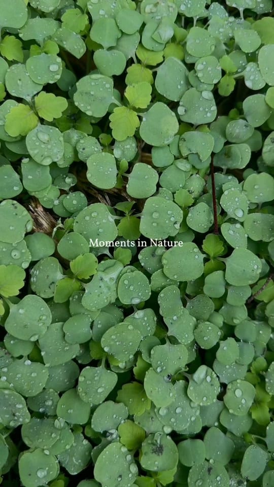 Post 4 by Daniel Valko on TikTok (video)