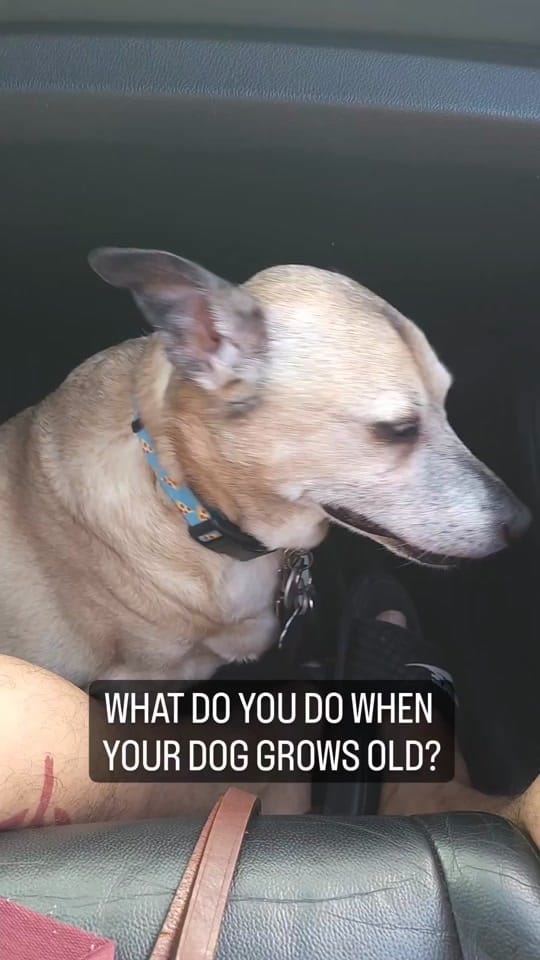 Post 2 by Domenic Maisto on TikTok (video)