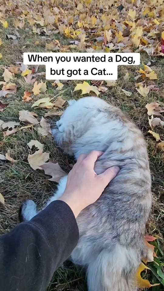 Post 3 by Brian T. Johnson on TikTok (video)