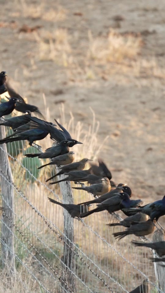 Post 7 by Texas Strong Outdoors on TikTok (video)