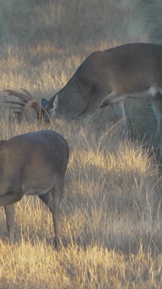 Post 6 by Texas Strong Outdoors on TikTok (video)