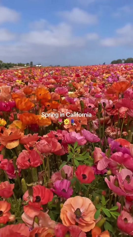 Post 5 by Fromabolivian on TikTok (video)