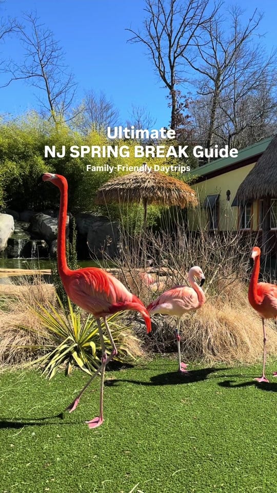 Post 7 by NJMOM on TikTok (video)