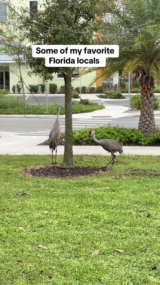 Post 4 by thefloridainsider on TikTok (video)