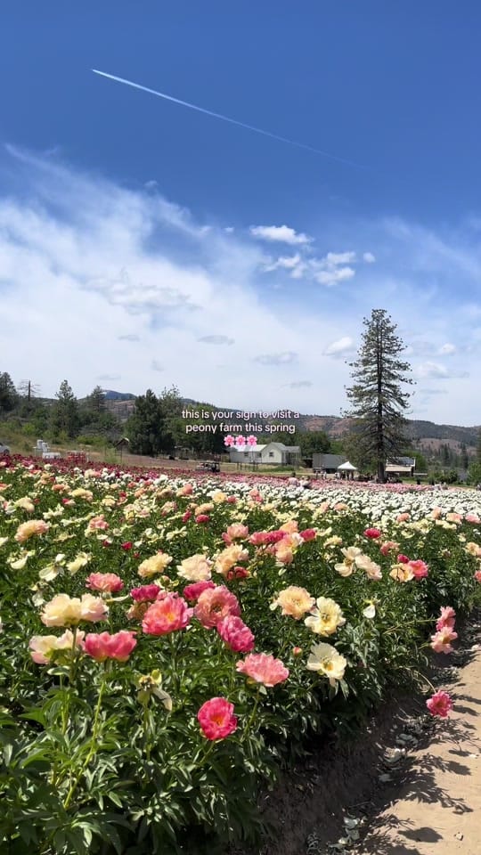 Post 9 by Vanessa | Foodie & Traveler ✨ on TikTok (video)