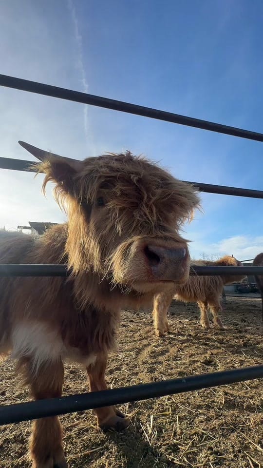 Post 9 by Las Carnalas | Moos 🐮 | Dream on TikTok (video)