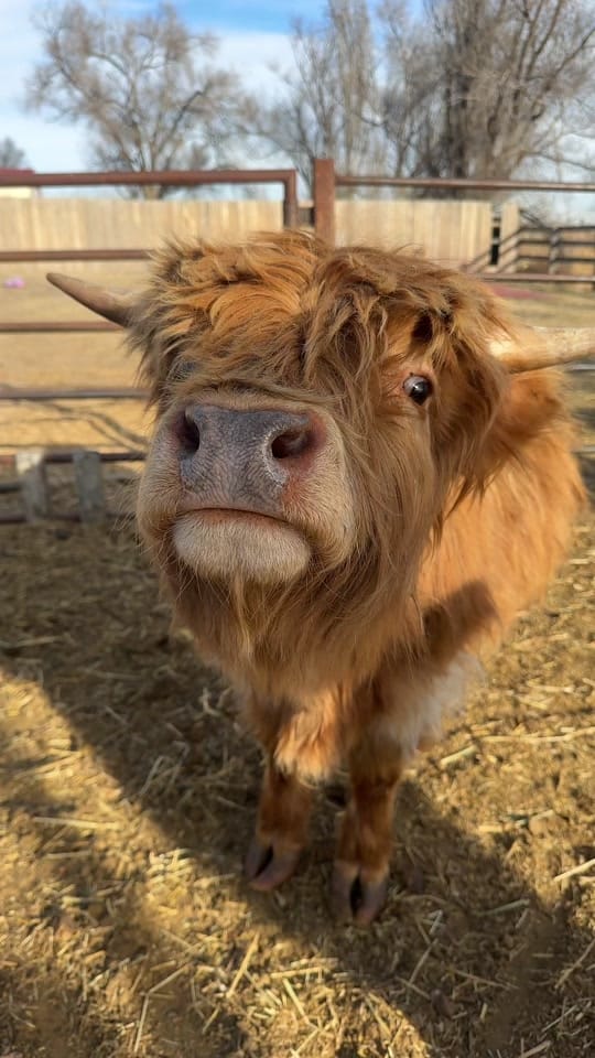 Post 6 by Las Carnalas | Moos 🐮 | Dream on TikTok (video)