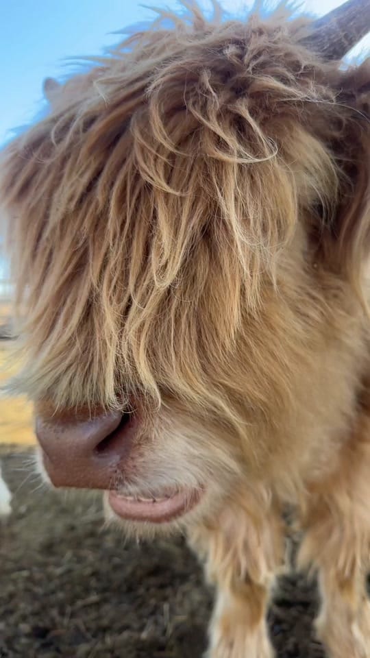 Post 10 by Las Carnalas | Moos 🐮 | Dream on TikTok (video)