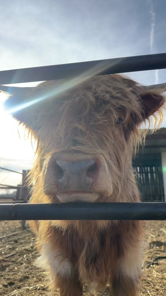 Post 8 by Las Carnalas | Moos 🐮 | Dream on TikTok (video)