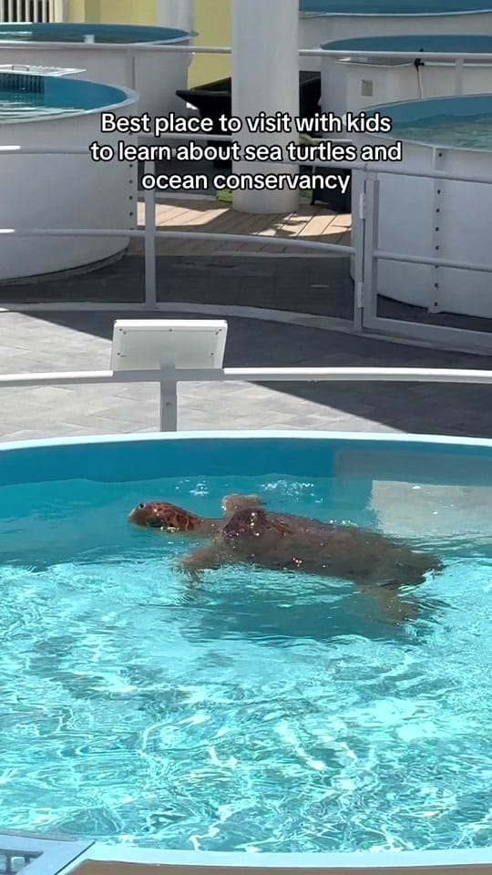 Post 3 by activitymonster on TikTok (video)