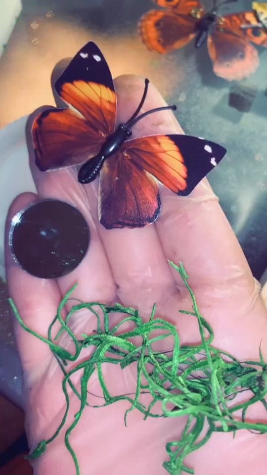 Post 9 by caitlinpobieglo on TikTok (video)
