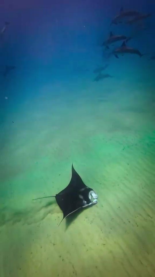Post 9 by hawaiiaquaman on TikTok (video)