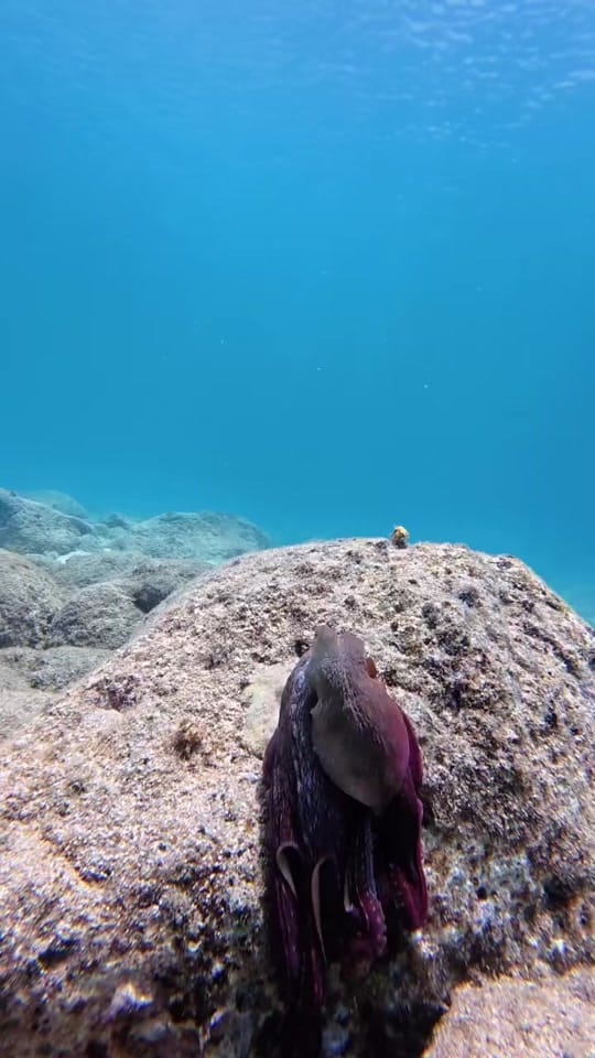 Post 6 by hawaiiaquaman on TikTok (video)