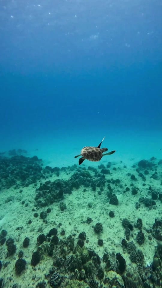 Post 7 by hawaiiaquaman on TikTok (video)