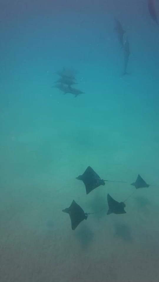 Post 1 by hawaiiaquaman on TikTok (video)
