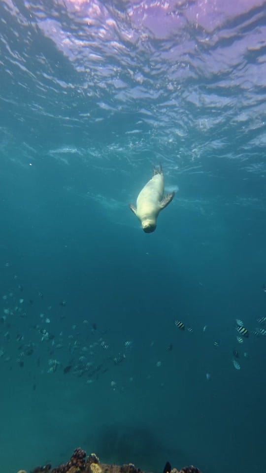 Post 5 by hawaiiaquaman on TikTok (video)