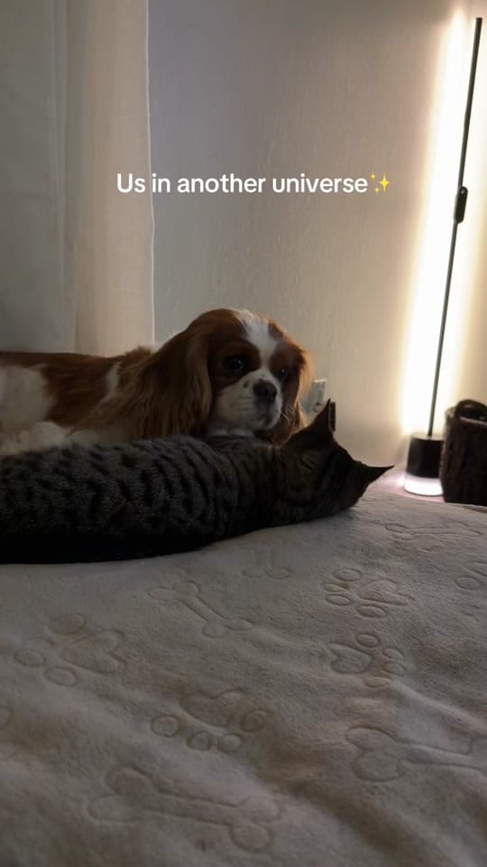 Post 1 by Gretta Sophia on TikTok (video)