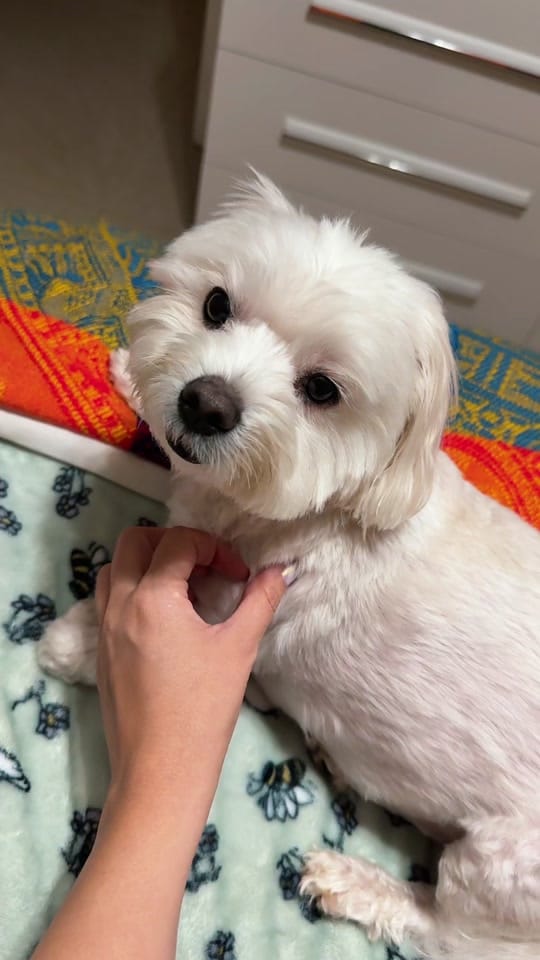 Post 7 by Mabel Sanchez 🧃 on TikTok (video)