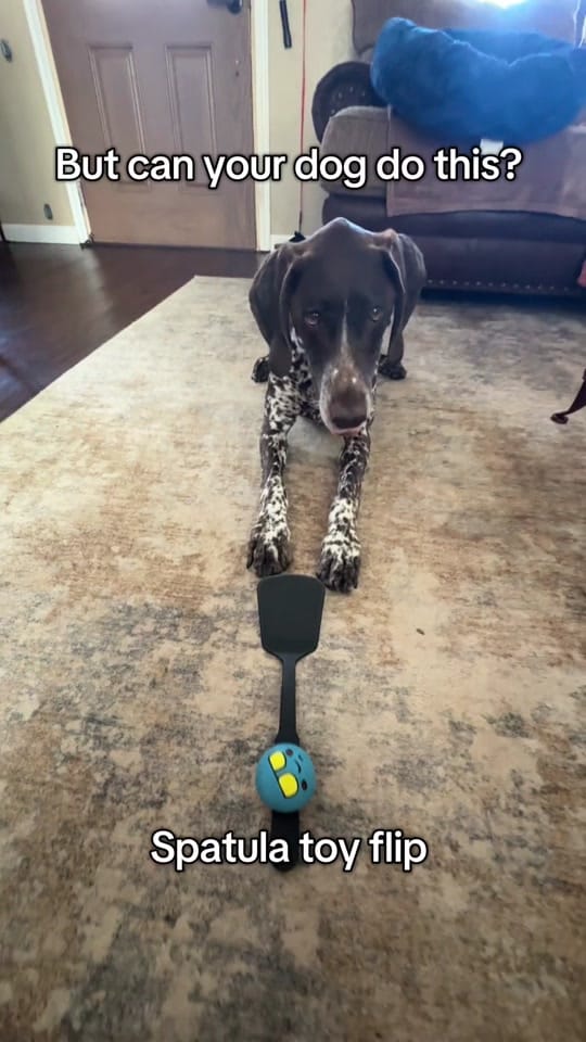 Post 2 by Adventures With Archer on TikTok (video)