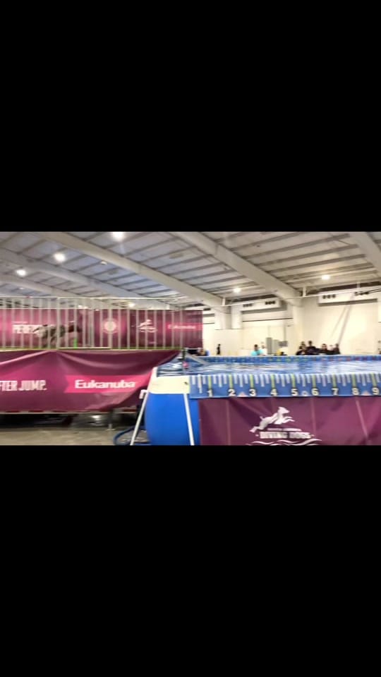Post 10 by Adventures With Archer on TikTok (video)