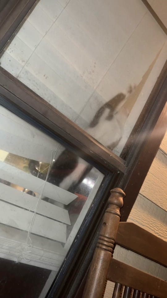 Post 5 by Adventures With Archer on TikTok (video)