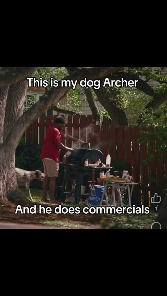 Post 4 by Adventures With Archer on TikTok (video)