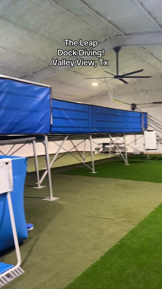 Post 7 by Adventures With Archer on TikTok (video)