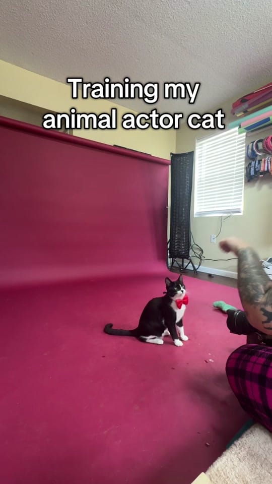 Post 3 by Adventures With Archer on TikTok (video)