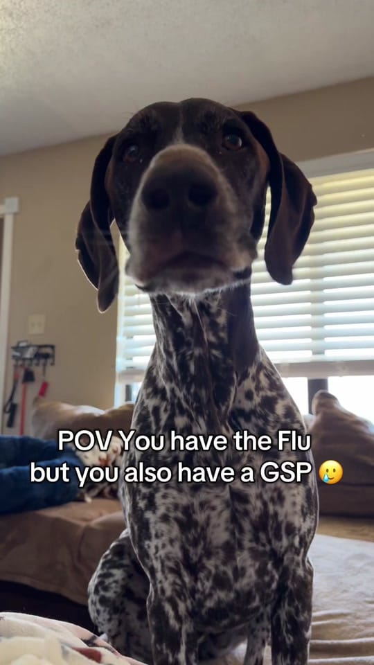 Post 6 by Adventures With Archer on TikTok (video)