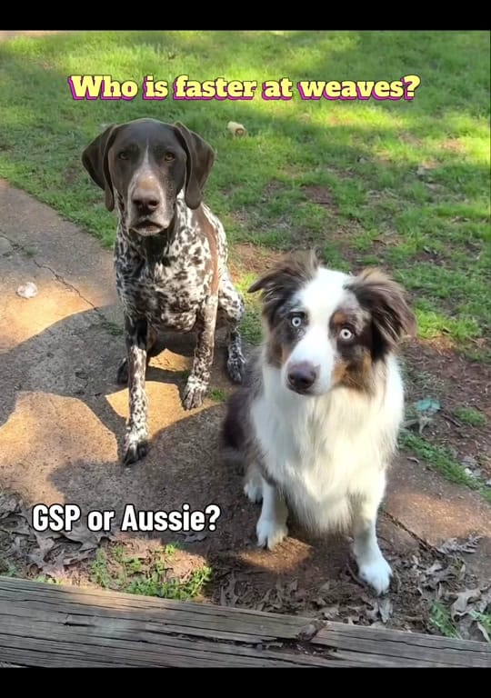 Post 1 by Adventures With Archer on TikTok (video)