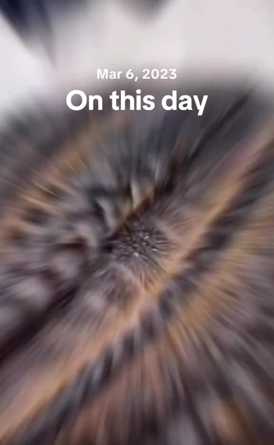 Post 5 by Aisha Hairstylist & Creator on TikTok (video)