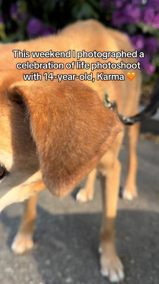 Post 7 by Lauren Smith Kennedy on TikTok (video)