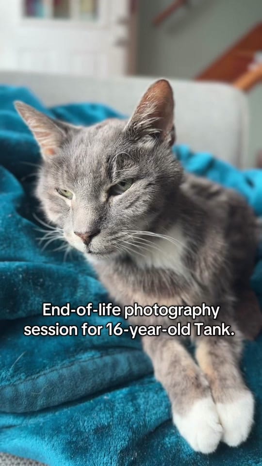 Post 3 by Lauren Smith Kennedy on TikTok (video)