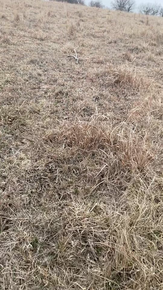 Post 1 by KSOutdoors🦆 on TikTok (video)
