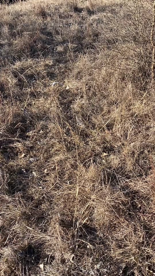 Post 5 by KSOutdoors🦆 on TikTok (video)