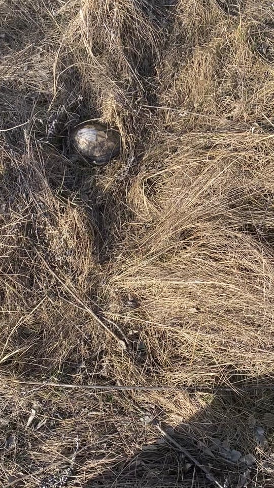 Post 4 by KSOutdoors🦆 on TikTok (video)