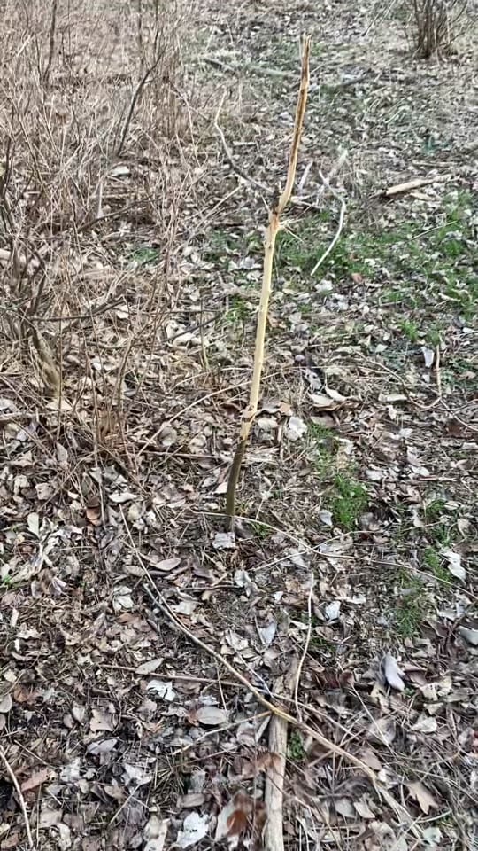 Post 3 by KSOutdoors🦆 on TikTok (video)