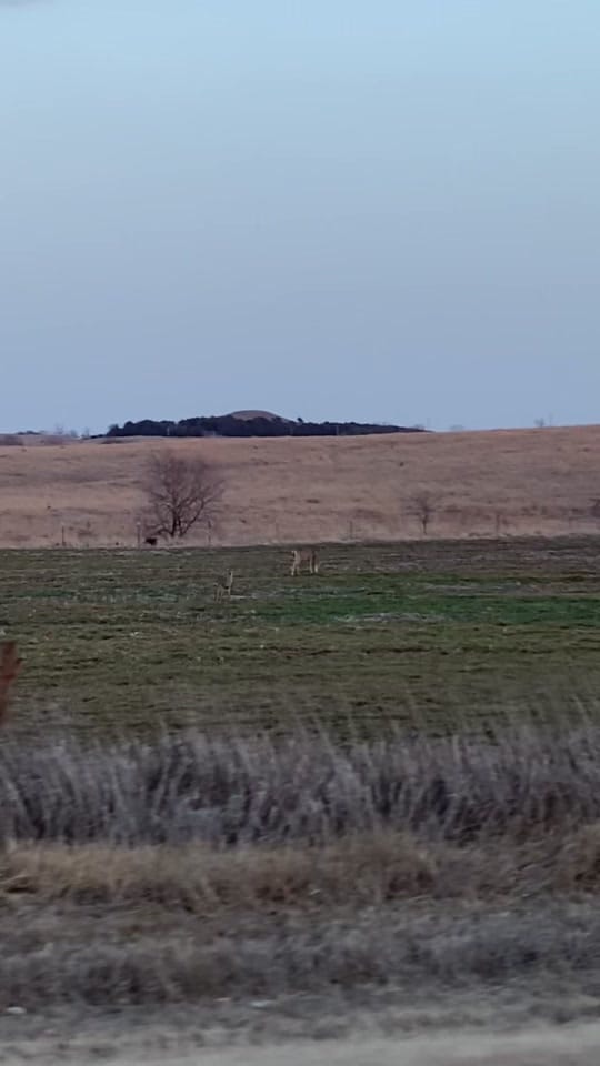Post 2 by KSOutdoors🦆 on TikTok (video)