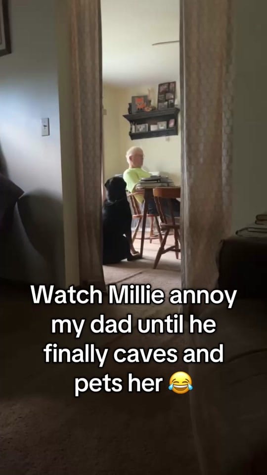 Post 9 by Oakley & Millie on TikTok (video)