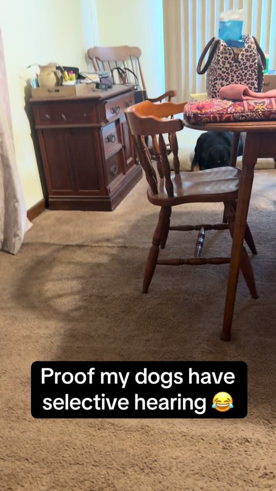 Post 6 by Oakley & Millie on TikTok (video)