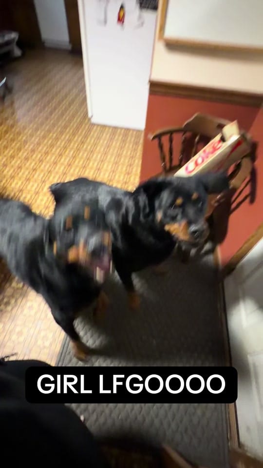 Post 7 by Oakley & Millie on TikTok (video)