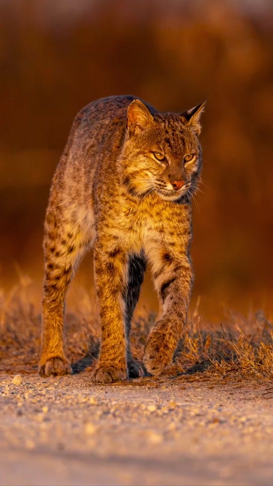Post 5 by Jon Burket Photography LLC on TikTok (video)