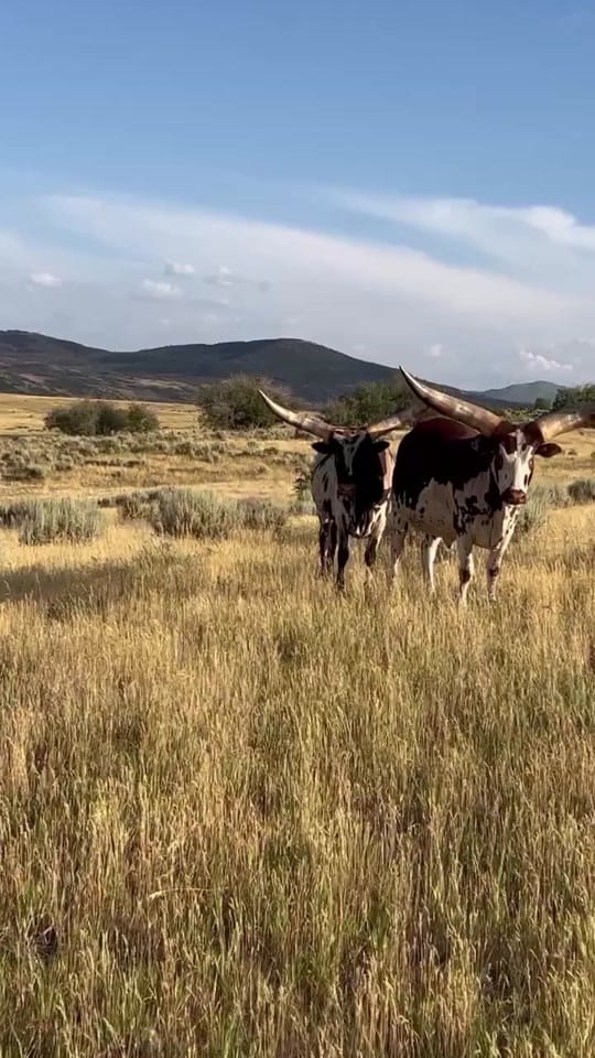Post 10 by Brock Barber on TikTok (video)