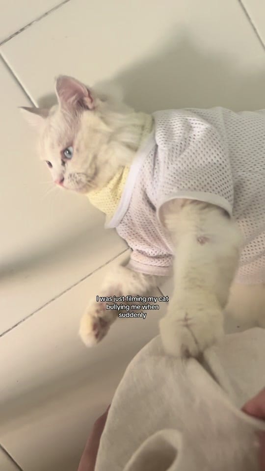 Post 9 by charmz✨ on TikTok (video)