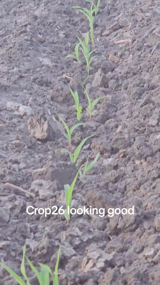 Post 5 by David CottonFarmer 🚜 on TikTok (video)