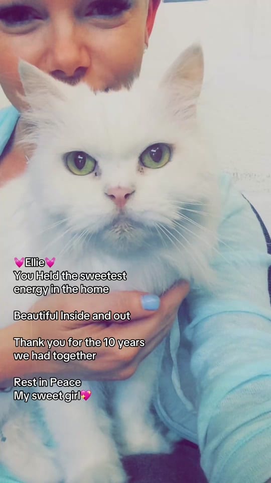 Post 5 by Facesbyamy2 on TikTok (video)
