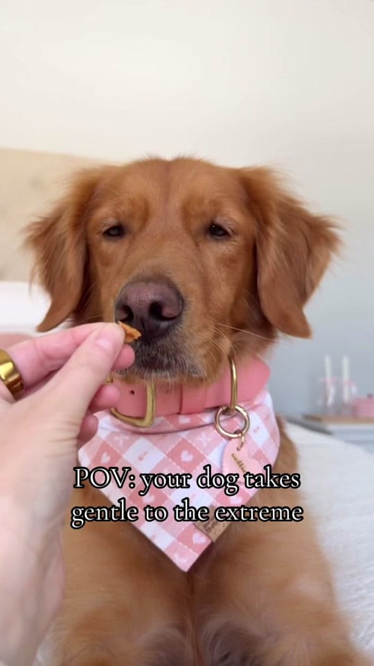 Post 1 by nelliegoldengirl on TikTok (video)